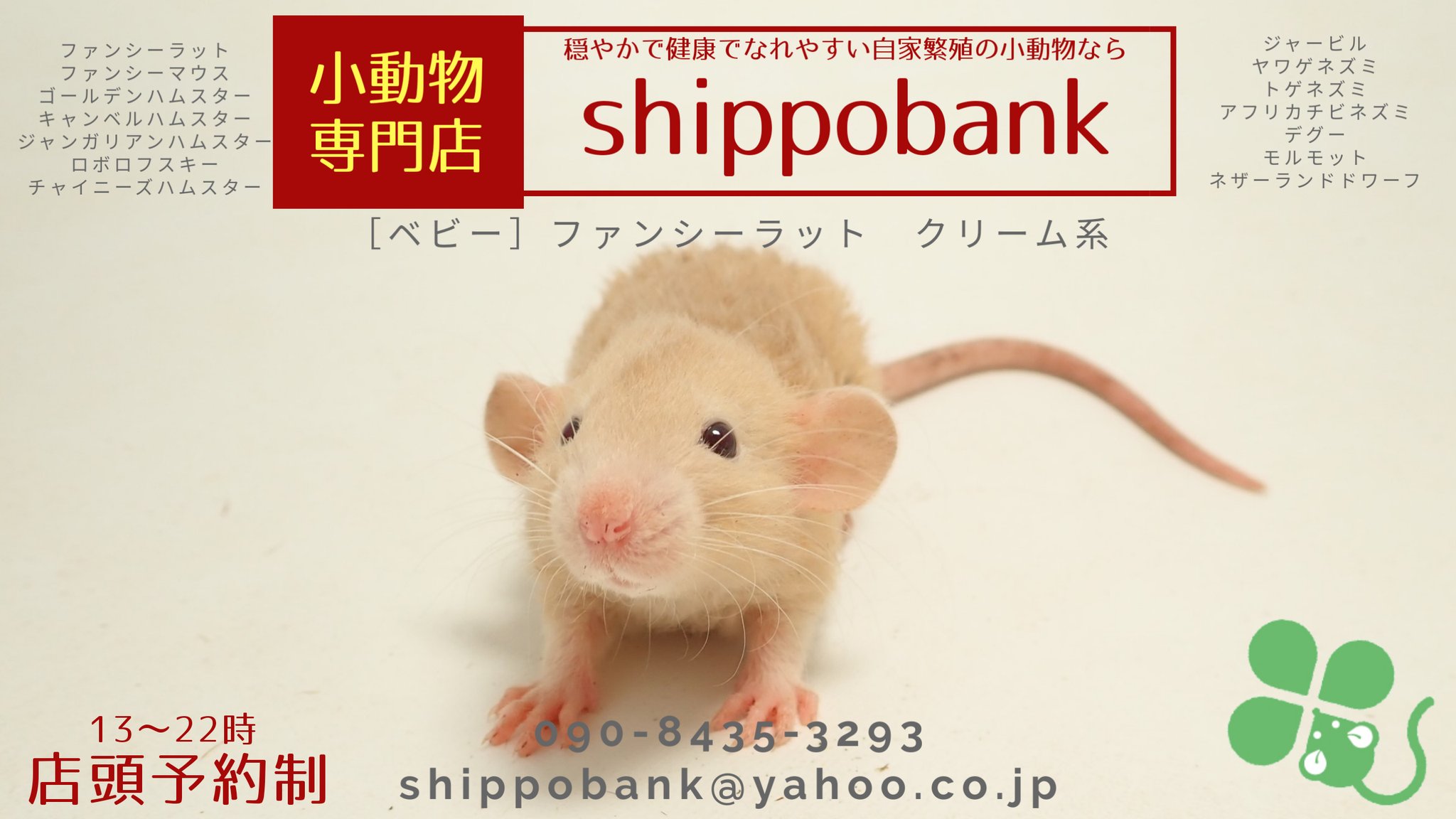 ラットマウス様 まとめ売り専用 冷凍ラット アダルト3L 2匹 RA3L 国産 SAafrm | 冷凍ラット