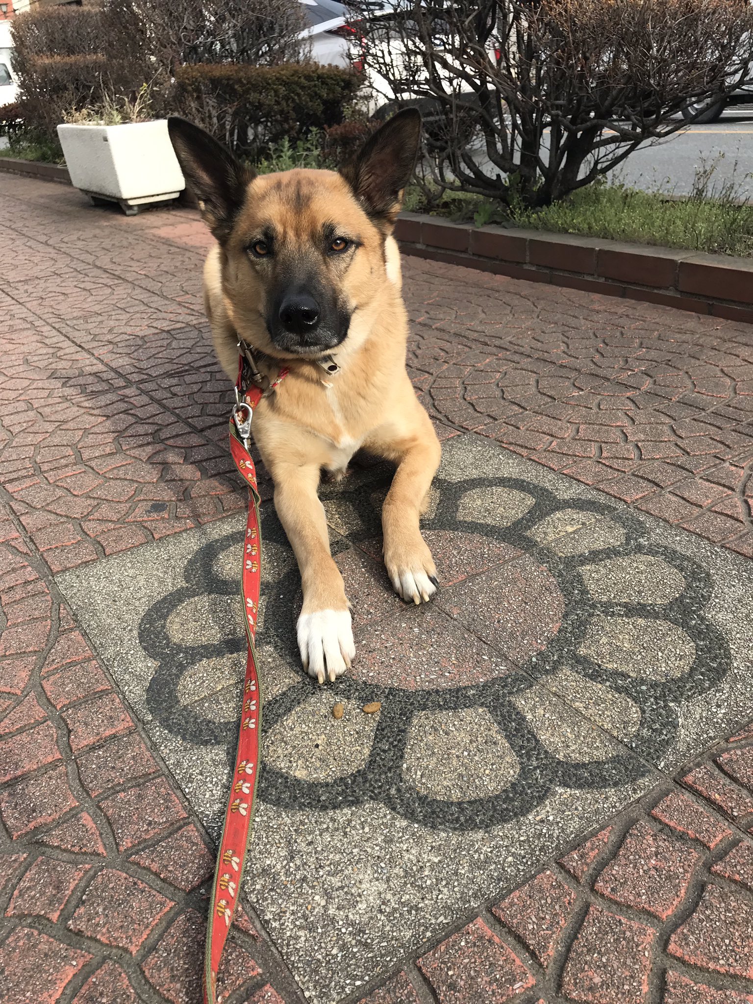 O Xrhsths スパイク 雑種犬 Sto Twitter お花のタイルにプレイス カッコいい しまったエサまで写ってる 花のタイル 芸 タネ 犬 T Co A1coldgy0l Twitter