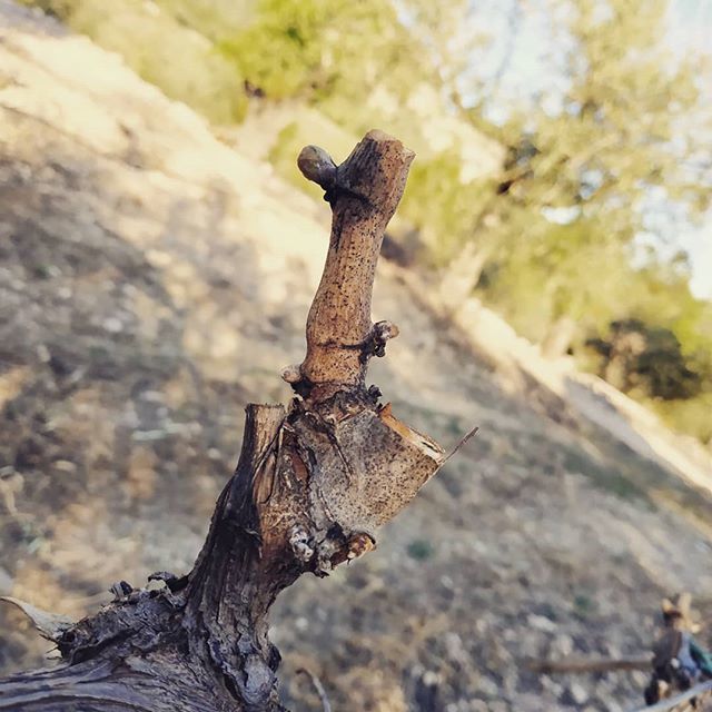 cellersabate's tweet photo. Comença un nou cicle... Empieza un nuevo ciclo... https://t.co/YTh5TsEsW6