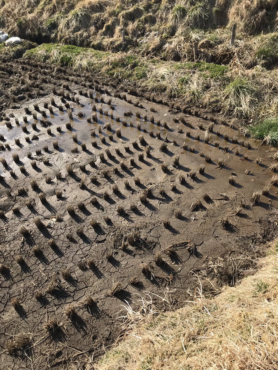 EvrardOlivier's tweet photo. Starting recultivation of land in #Fukushima - evaluating the impacts on the fate of #radionuclides  @AgenceRecherche #amorad project https://t.co/yVcLzdAAZ8