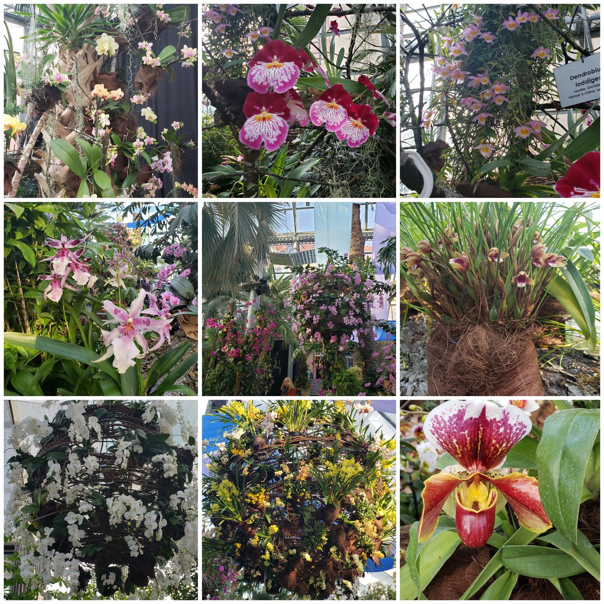 RebekkaR3's tweet photo. Wir hatten gestern wieder einen wunderschönen Tag auf der Mainau 😊🤩
#mainau #inselmainau #erholung #akkuladen #bodensee https://t.co/h6T1ir188g