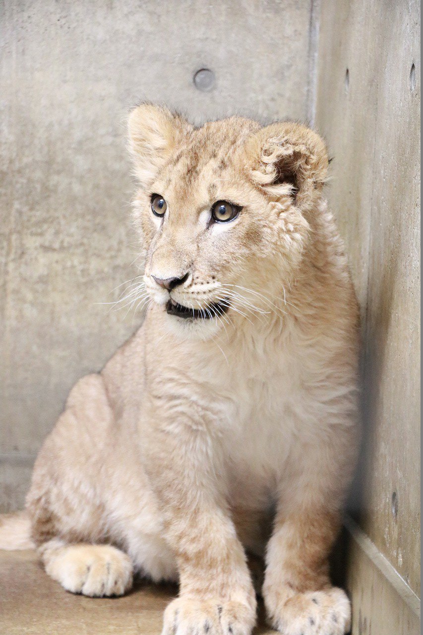 秋田市大森山動物園 ライオンの なお が引っ越ししました 9月に生まれた4つ子ライオンの1頭 メスの なお が本日 仙台市八木山動物公園に引っ越ししました 八木山では広島から来た同い年のオス サン とペアになる予定です なおちゃん 八木山