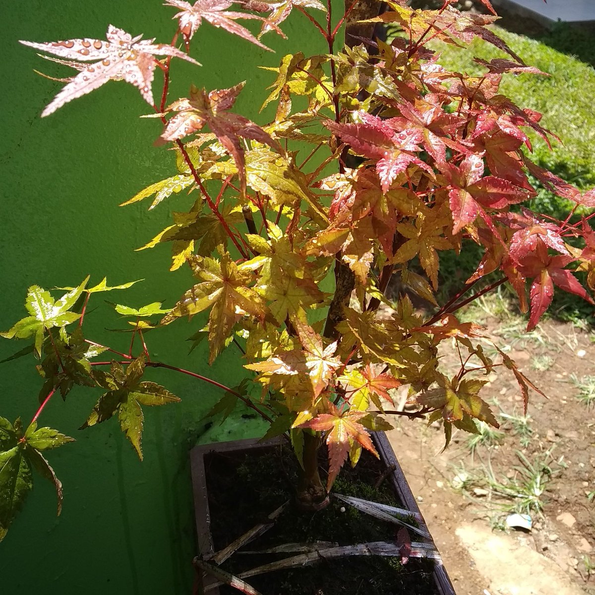 Visit Us On Youtube...
youtu.be/j-VJaK9kpD4

#maple #redmaple #bonsai #mapleindonesia