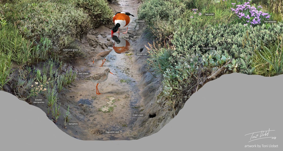  #saltmarsh creeks are home to many animal species. Crabs & polychaetes (worms) nest in the banks & bottom of creeks. Sticklebacks & mullets prey on small invertebrates that shelter in the flooded vegetation. At low tide, dry creeks are a feast for birds  #ecology  #teamsaltmarsh
