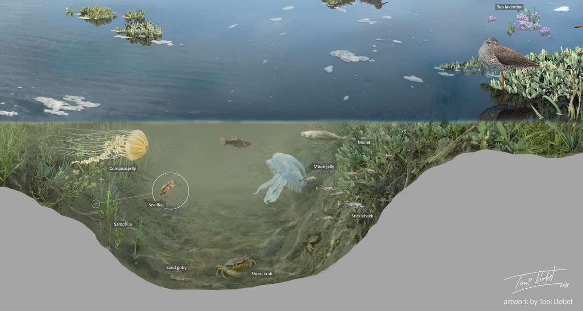 Creek banks are hotspots of plant diversity, given that in a very short distance there’s a strong change in environmental conditions. We typically find pioneer species low in the creek, low marsh species on the creek banks and mid marsh species on the marsh platform.