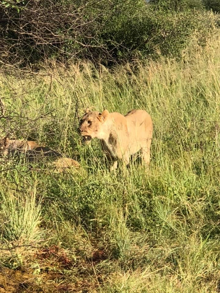 MorokoloLodge's tweet photo. Thanks to our guests for sharing these lovely photos of their #gameviewing and #hospitality @MorokoloLodge this past weekend...

https://t.co/k2j1ZjhNhy
#guests #morokologuests #freesafaris #big5 #lion #elephant #hyena #gamedrives @PilanesbergNP https://t.co/xUJmy2Dlua