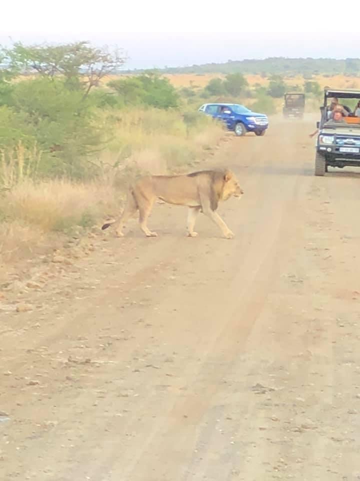 MorokoloLodge's tweet photo. Thanks to our guests for sharing these lovely photos of their #gameviewing and #hospitality @MorokoloLodge this past weekend...

https://t.co/k2j1ZjhNhy
#guests #morokologuests #freesafaris #big5 #lion #elephant #hyena #gamedrives @PilanesbergNP https://t.co/xUJmy2Dlua