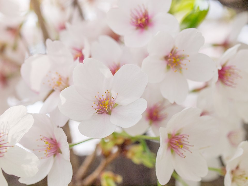 GOTANDAPUERTO's tweet photo. 桜の季節　
花の中心が赤いものは散り際、緑のものはこれから咲きなんですって
とはいえまだまだ三分咲き　お花見は五反田目黒川で！
#五反田目黒川 #五反田お花見 #お花見スポット #桜の見頃 #桜いつ散る https://t.co/jZZrsdDJnc