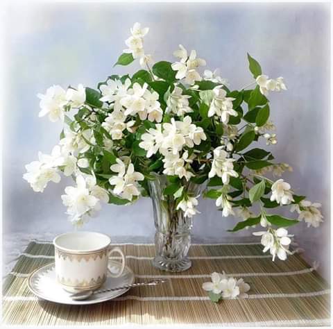 белый вторник