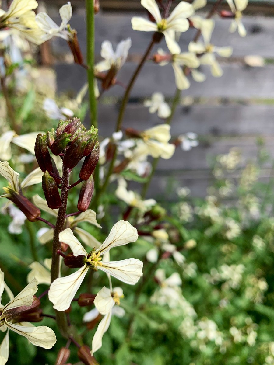 三上真史 ルッコラの花 花大根の花とそっくりなんだなあ