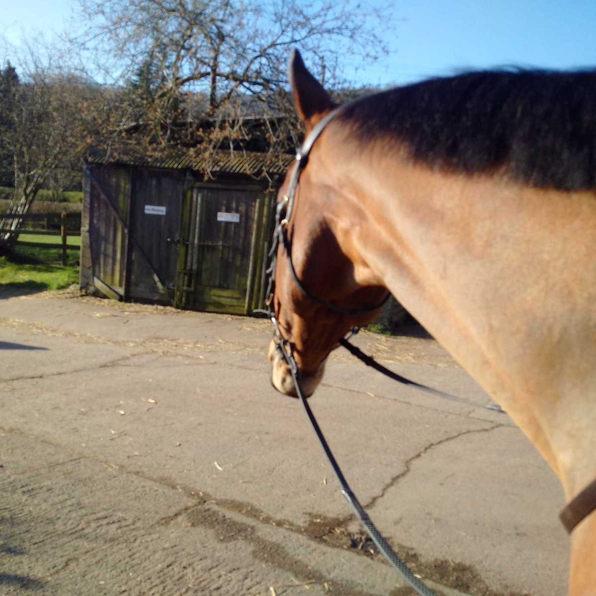 'Nope. Not talking to you!' his royal grumpiness has proper Monday morning issues. #talktothehoof