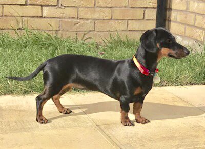 🆘 Calling 4 people in the CROXTETH AREA, LIVERPOOL L11 - PLS LOOK out 4 LOST DOG EVIE - Miniature Dachshund 🐕 - Maybe NERVOUS PLEASE DON’T CHASE - TEL 07484864533 OR 
07712682068 #lostdog #dachshund #croxteth #liverpool #L11 #norrisgreen #sausagearmy #sausagedog #dogsofTwitter