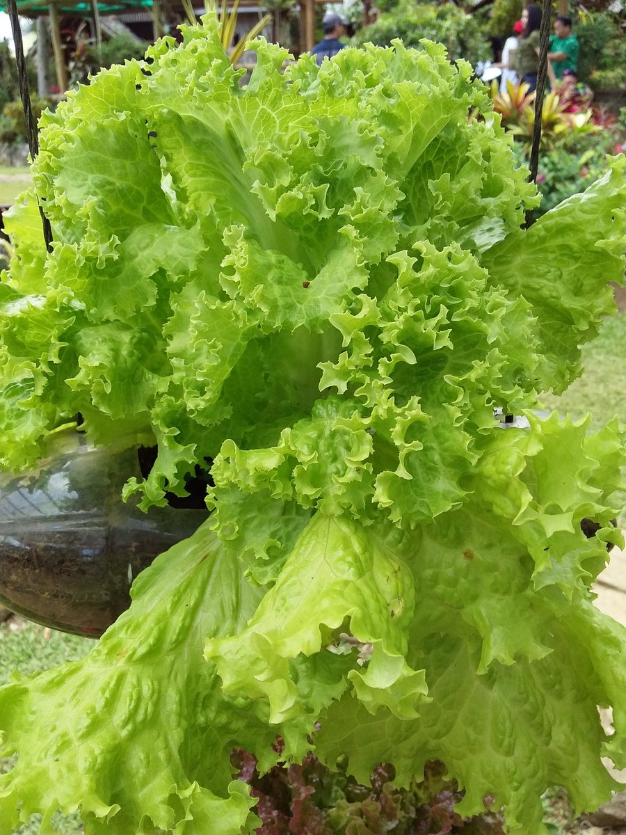 AtiRtc13's tweet photo. ICYMI: ATI-Caraga staff benchmark @Alomah's Place, Bukidnon: A home for organic vegetables #aticaraga #atiinspire #atifotos #atiinteractive #ishareknowledge https://t.co/eqRU6qz8ZR