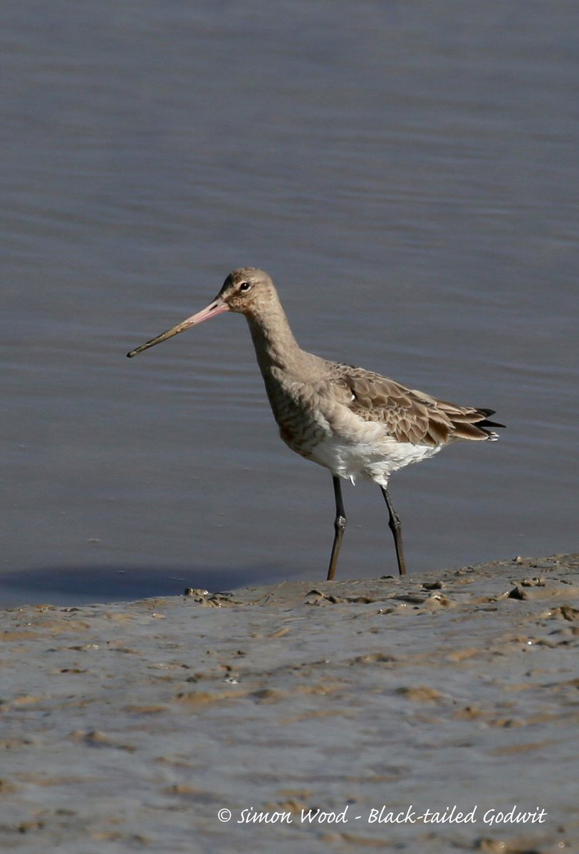 SwallowBirding's tweet photo. Another great day out on @barge_kitty yesterday lead by @SimonWood27 and @callacola Highlights were 2 GREENSHANK, 5 BUZZARD, MARSH HARRIER and SPRAWK, c150 TURNSTONE, BLACK-T GODWIT, GREY PLOVER, GC GREBE, AVOCET and 2 PEACOCK bflies. @EssexBirdNews #topsailcharters https://t.co/AcTvcOiGsf