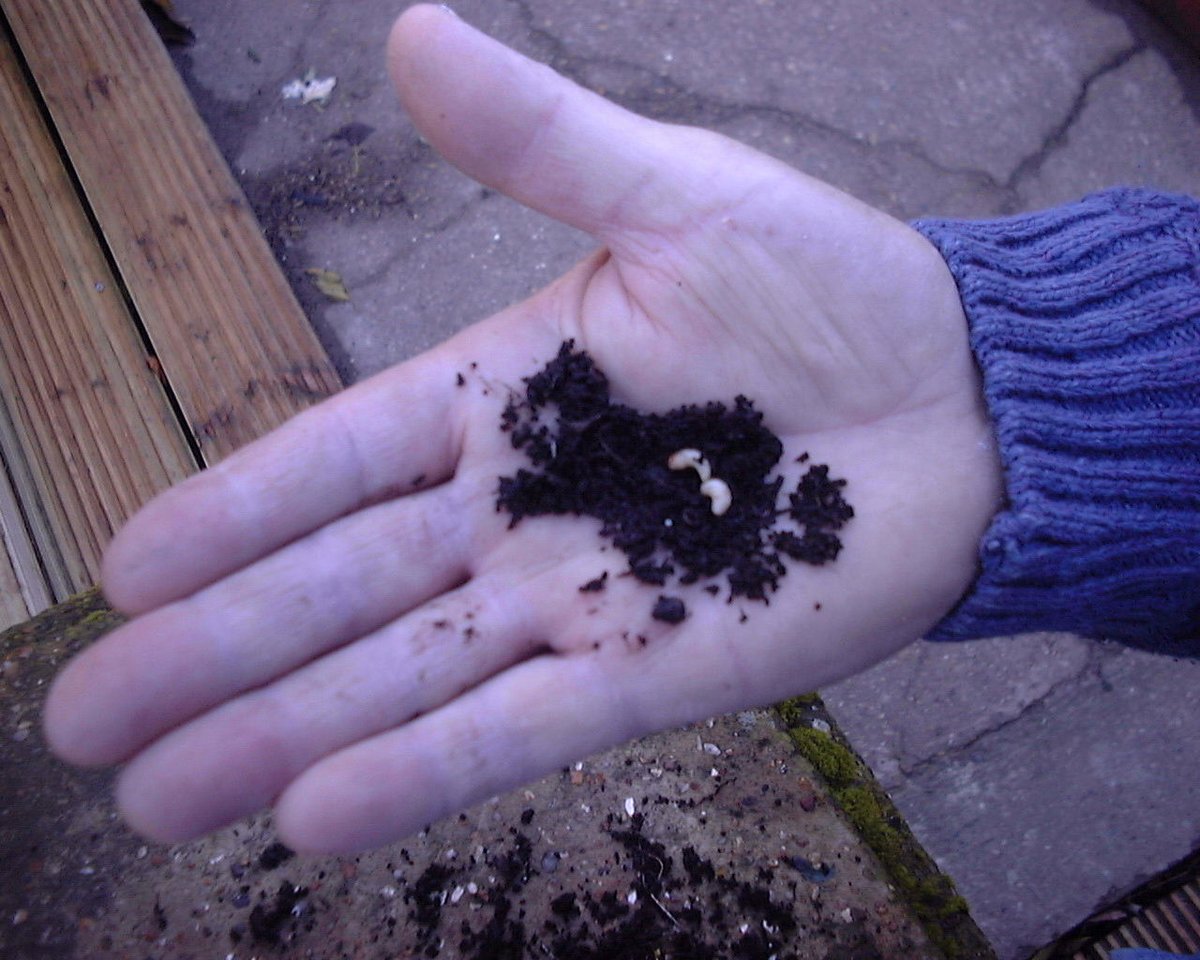 nemaslug's tweet photo. Like many other gardeners, spent the weekend clearing borders, old pots etc and it wasn't long before I found the dreaded vine weevil grubs. Good news is the soil is warm enough for Nemasys Vine Weevil Killer. Jon @ Green Gardener https://t.co/3bn448vfpa #vineweevil #evilweevil https://t.co/YA8wi3onqQ