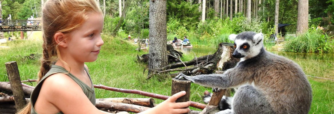 schoolreistv's tweet photo. Olifanten, hyena’s, stokstaartjes en pinguïns. In @dpamersfoort ontdekken de leerlingen de dieren van wel heel dichtbij. Het park is gelegen in het bos en de perfecte dierentuin voor de hele klas. Kijk voor meer #informatie op: https://t.co/OQ20UowRa7 https://t.co/hsuCOED2Ft