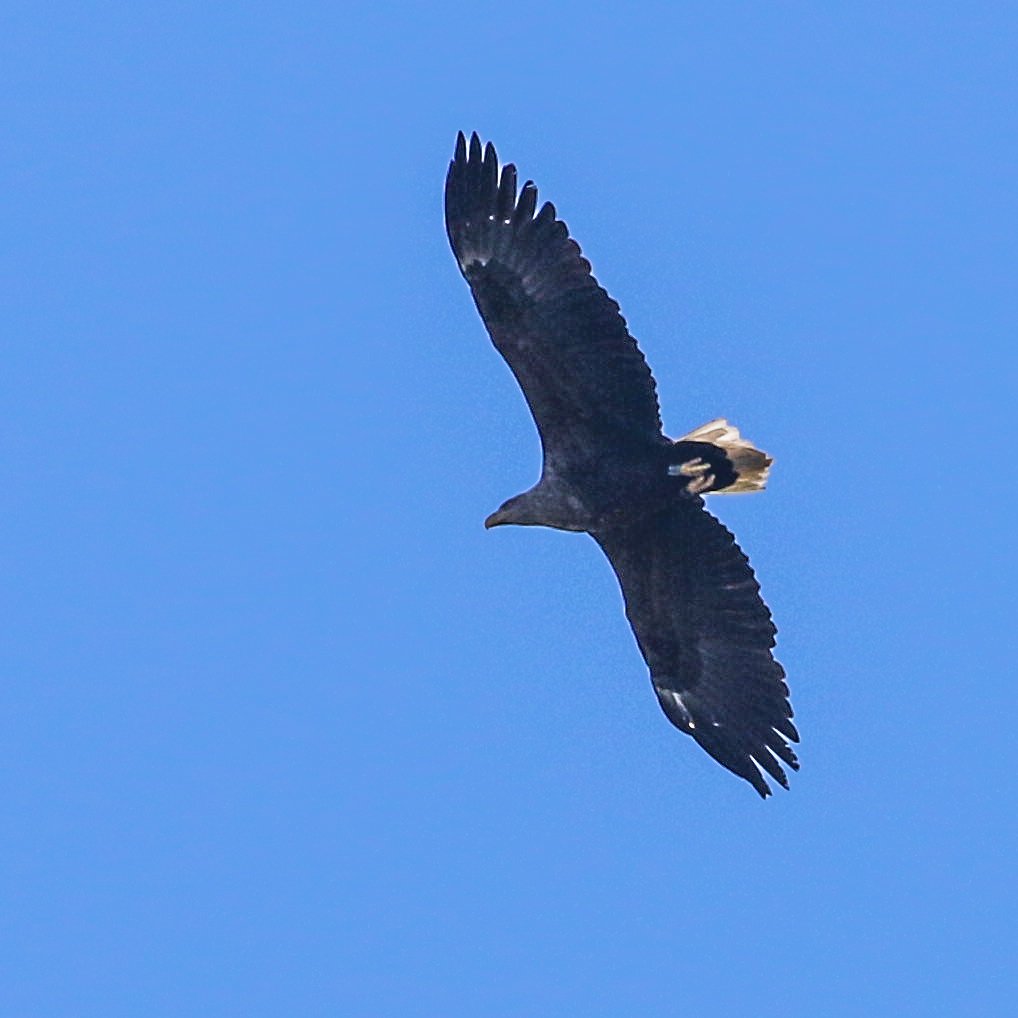 Whilst walking my dog the cry of a gull alerted me to a #WhiteTailedSeaEagle heading north west in the direction of @HMWTBadger #AmwellNatureReserve at 8:40 this morning :)