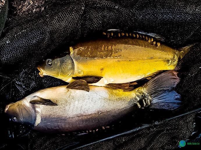 AbilityTackle's tweet image. ***Ability Tackle Catch Report.***
Ability Tackle head of product development Peter Siegert has the ability once again! 

Well done Peter!

Get your Ability at abilitytackle.com
Do you have the Ability?