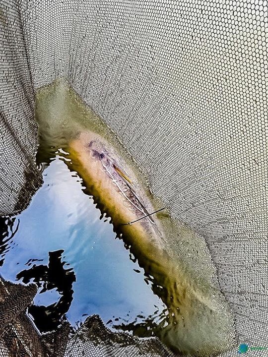 AbilityTackle's tweet image. ***Ability Tackle Catch Report.***
Ability Tackle head of product development Peter Siegert has the ability once again! 

Well done Peter!

Get your Ability at abilitytackle.com
Do you have the Ability?