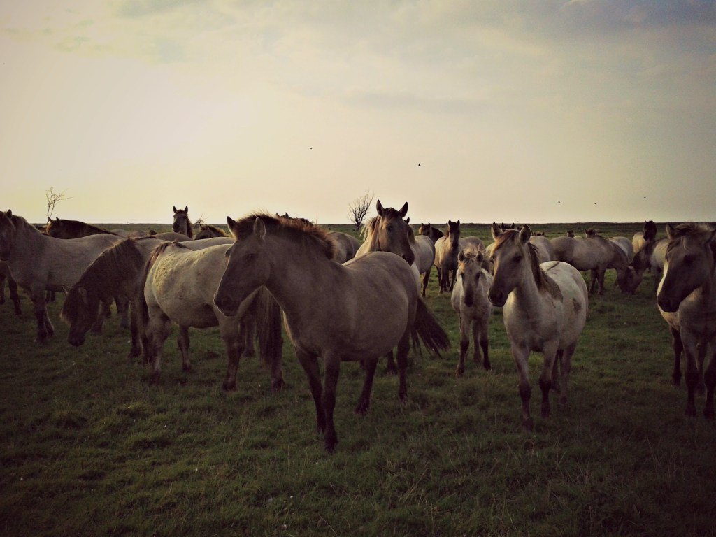 Zoomorphic Magazine tweet media
