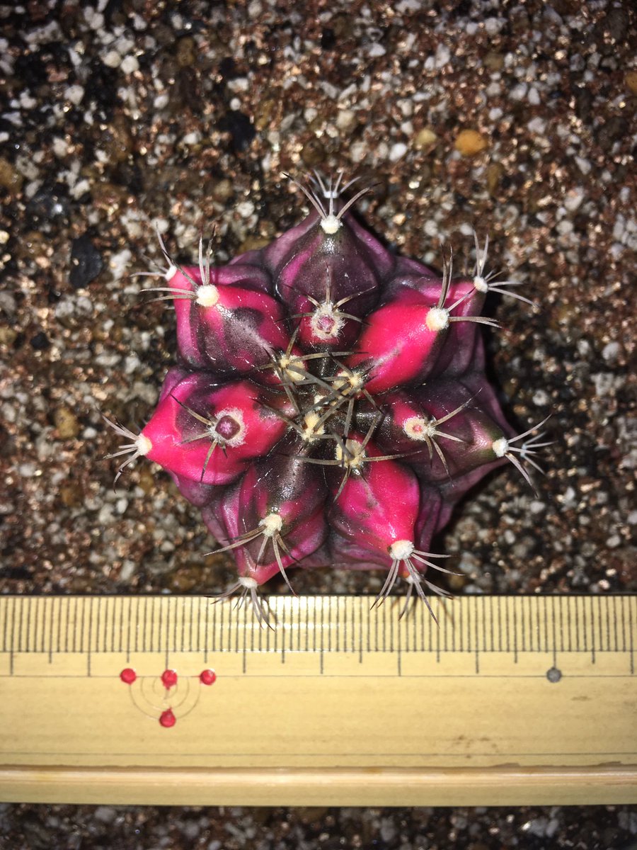 EngRosarian's tweet photo. Keep a record. 25/3/2019
#cactus #Petchtamsee #ペッタムシィー #houseplant https://t.co/kV2994QZiM
