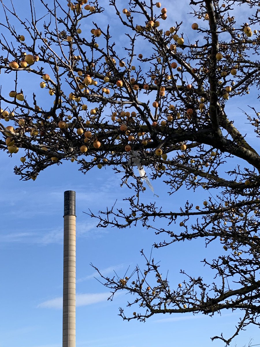lucynorris1's tweet photo. Snapshots of spring on the Western General campus, uplifting the Monday morning mood #springinedinburgh #wgh #westerngeneralhospital https://t.co/hyx6mGdxkO