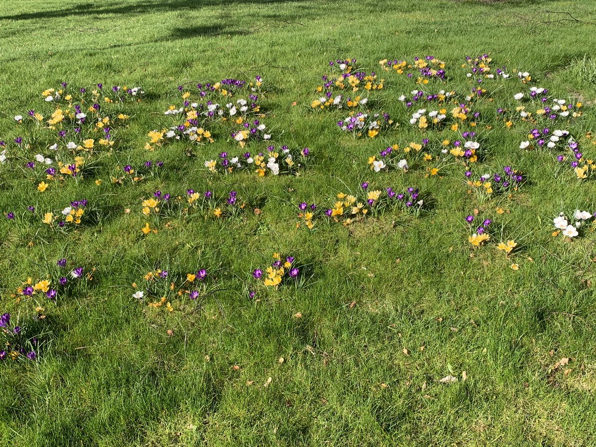 lucynorris1's tweet photo. Snapshots of spring on the Western General campus, uplifting the Monday morning mood #springinedinburgh #wgh #westerngeneralhospital https://t.co/hyx6mGdxkO