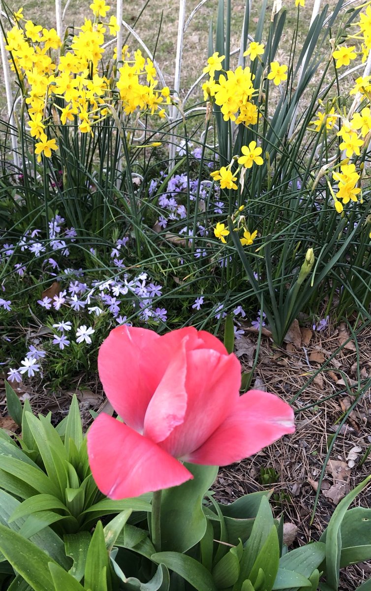 ilenagm's tweet photo. #springcolor #MondayMotivation #springflowers  I absolutely love spring bulbs. All of mine are in full bloom. So much color packed in tiny bulbs😁 https://t.co/b2DiWAYElg