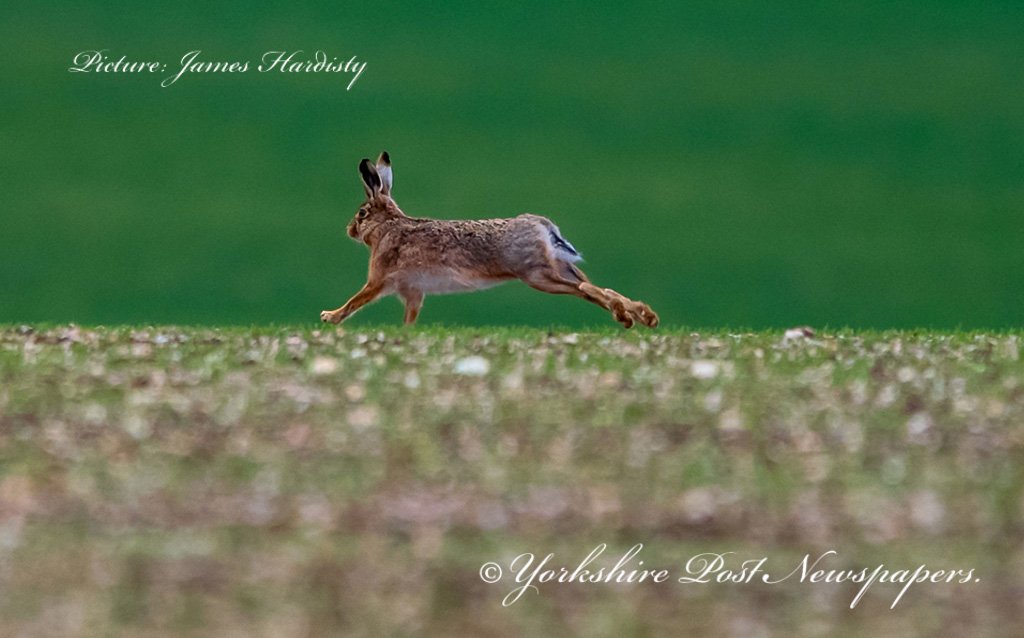 snapperjim's tweet photo. A Brown Hare makes its escape as it runs, hops, and jumps over an arable field near Garton-0n-The-Wolds, East Yorkshire @yorkshirepost #wildlife #hare #brownhare #nature #countryside #wildlifeconservation #dancinghares #britishwildlife #Yorkshire @MadCowFudge @sdphotos1 https://t.co/RUNHU573Lq