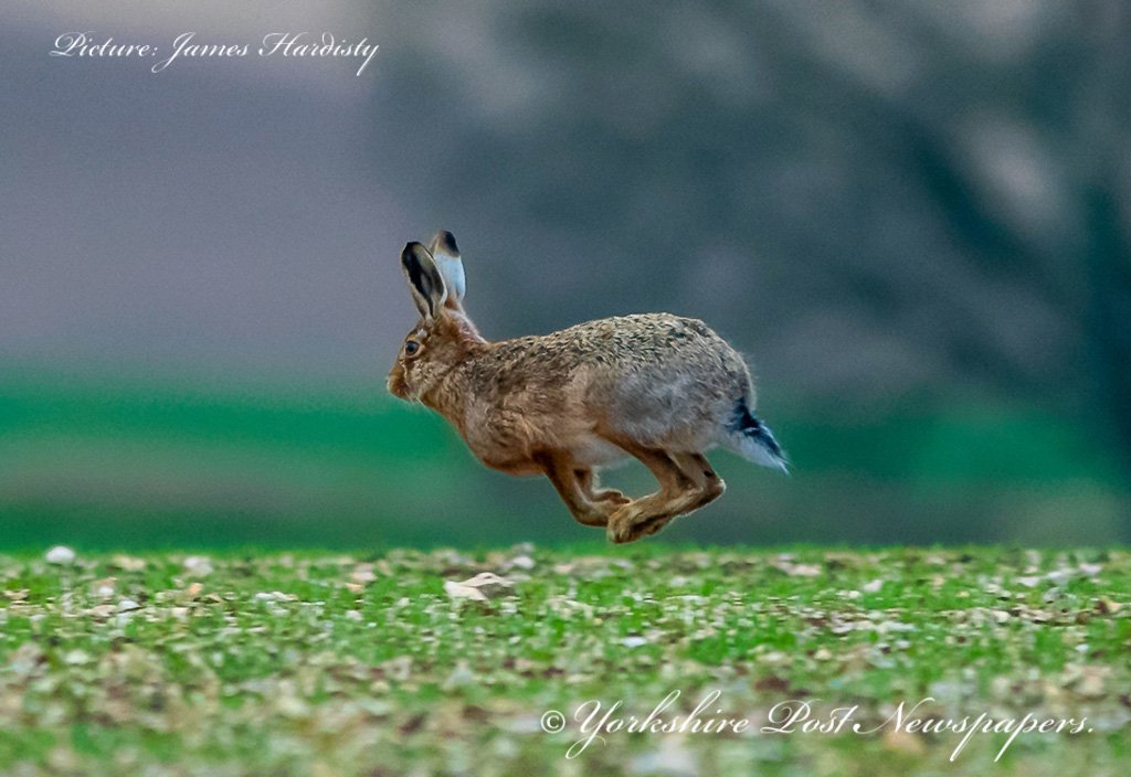 snapperjim's tweet photo. A Brown Hare makes its escape as it runs, hops, and jumps over an arable field near Garton-0n-The-Wolds, East Yorkshire @yorkshirepost #wildlife #hare #brownhare #nature #countryside #wildlifeconservation #dancinghares #britishwildlife #Yorkshire @MadCowFudge @sdphotos1 https://t.co/RUNHU573Lq