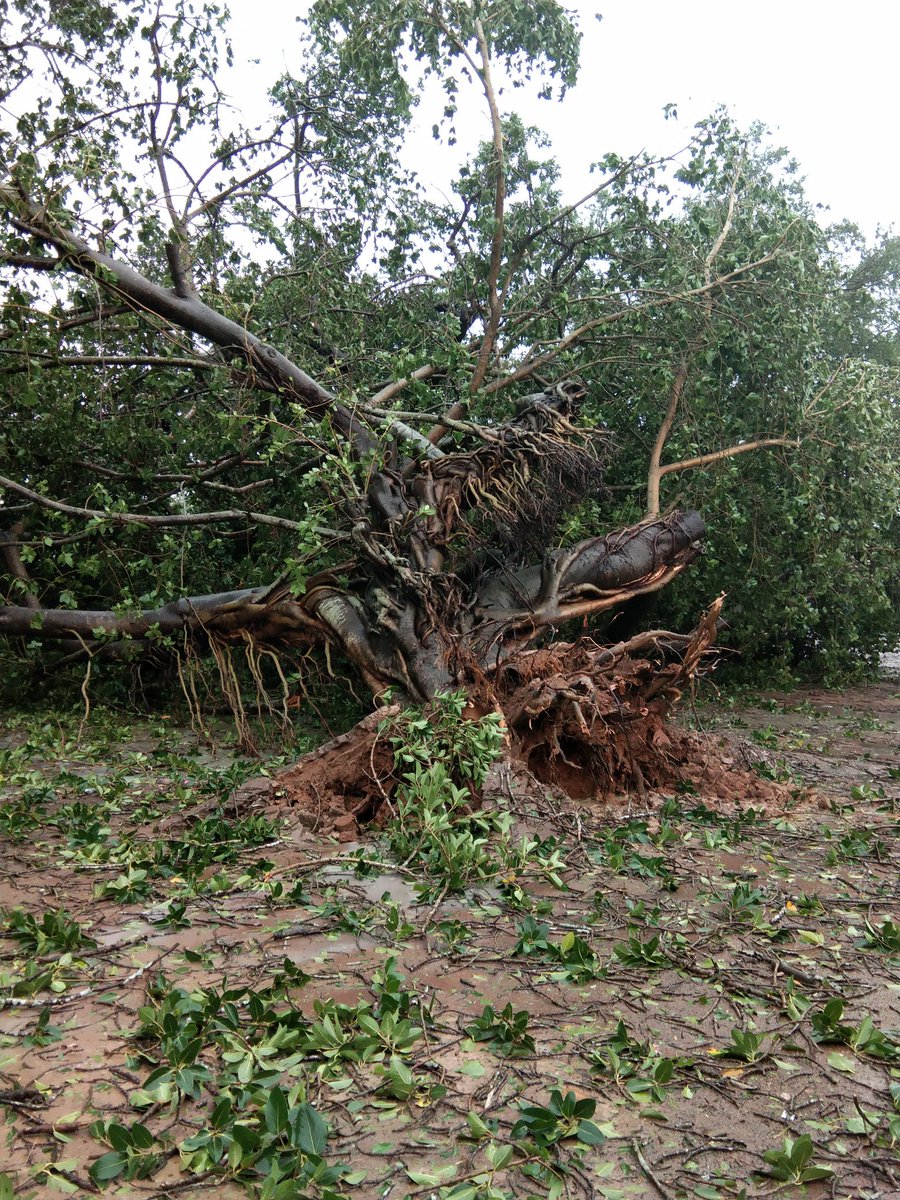 K7_Navasek's tweet photo. @MahindraRise @clubmahindra #Thankthetree this tree is 300 years old but now its no more #gajacyclone so please all save the trees https://t.co/HgaQ65x00x