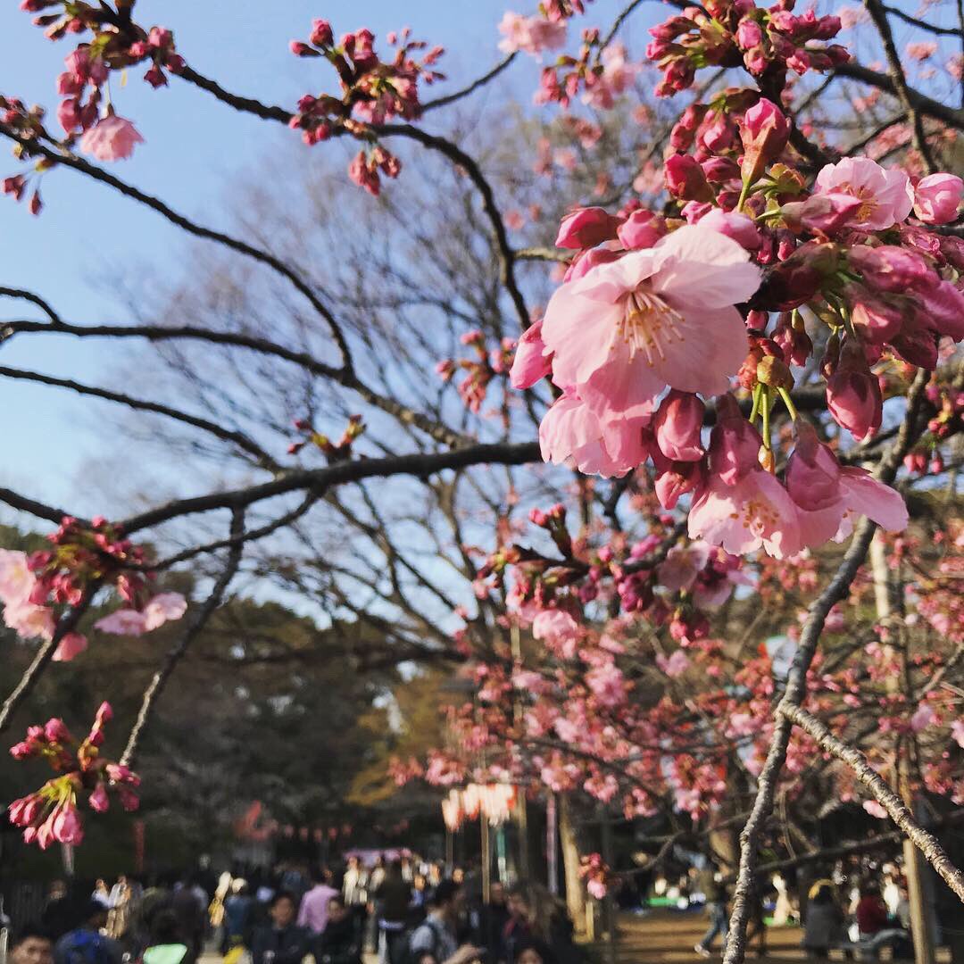 OKXsGovern's tweet photo. 桜の葉のいい香り〜♪ 記憶の勉強は一歩ずつ。勉強会のおやつにいただきました。桃色の餅米はもちもちしていて、餡は甘さの中に適度な塩味が効いておいしー(^O^)桜の季節ですね🌸桜の写真は、週末の上野公園より。

#におい #かおり #桜餅 #桜 #セミナー #スイーツ男子 #スイーツ女子 https://t.co/1xoSdUwDbu