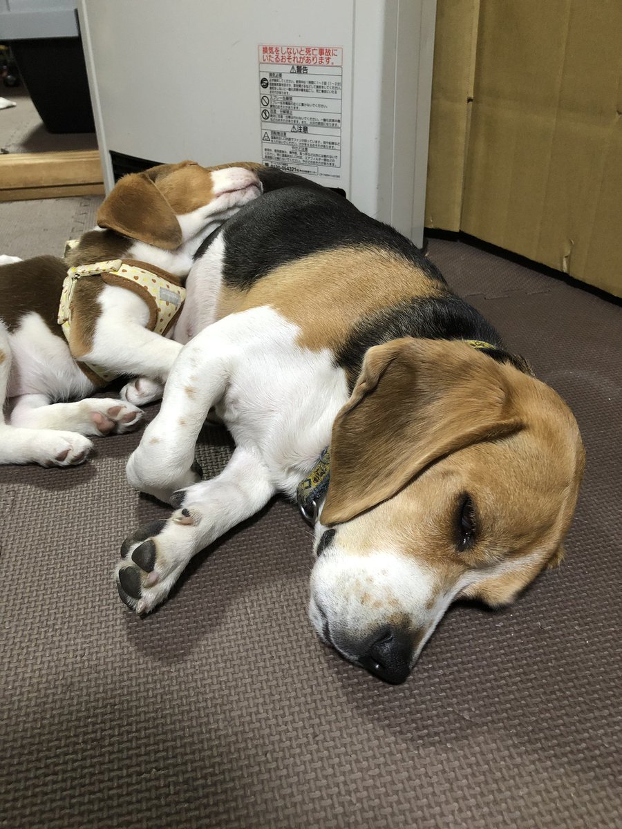 こなあおmama בטוויטר 死んだよう寝ている二人 ビーグル ビーグル犬 Beagle ビーグル牧場