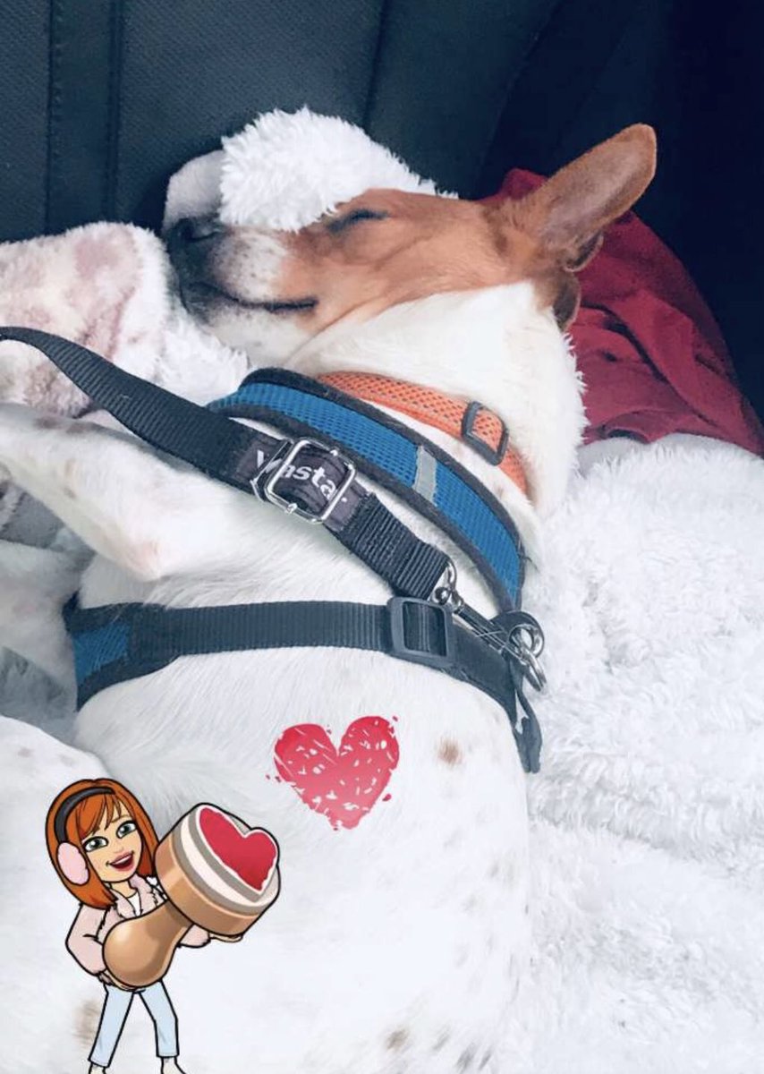 DanielleVHaskel's tweet photo. Buddy could use your prayers! Buddy passed out &amp; lost his bodily functions briefly yesterday. He’s in an awesome Veterinary Hospital, having lots of tests, but so worried for this little guy. ❤️🐶 Praying he’s back home soon. https://t.co/Kcf6fJEGxZ