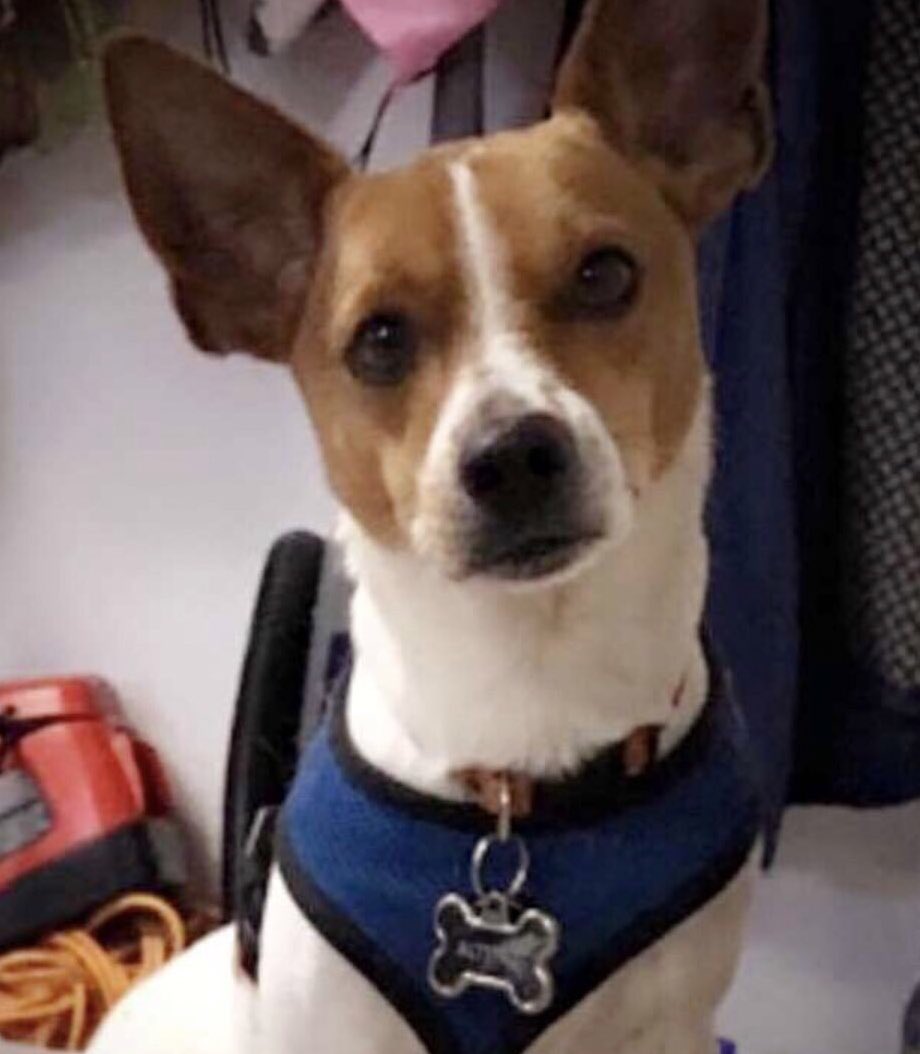 DanielleVHaskel's tweet photo. Buddy could use your prayers! Buddy passed out &amp; lost his bodily functions briefly yesterday. He’s in an awesome Veterinary Hospital, having lots of tests, but so worried for this little guy. ❤️🐶 Praying he’s back home soon. https://t.co/Kcf6fJEGxZ