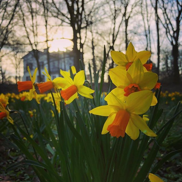 rausruf's tweet photo. Rausruf hat ein neues Bild auf Instagram veröffentlicht: Guten Morgen, Frühling. https://t.co/b04pvIAezd https://t.co/I4Tclj3QL8