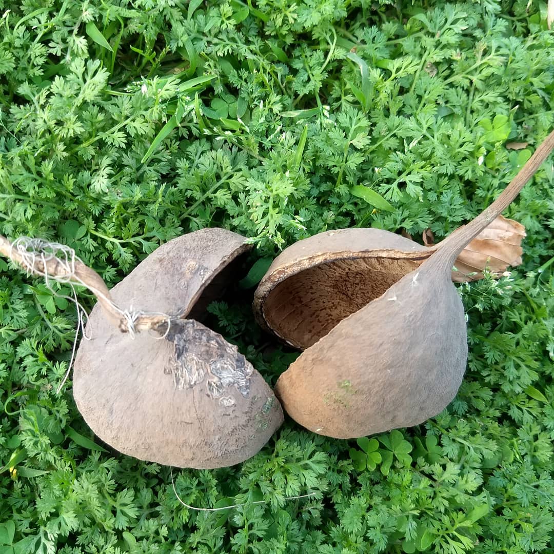 delhitrees's tweet image. A Buddha's Coconut tree (Pterygota alata) with large, shiny leaves all over. The fruit splits wide open and winged leaves get scattered.
#delhitrees #treesofdelhi #delhispring #springwatch