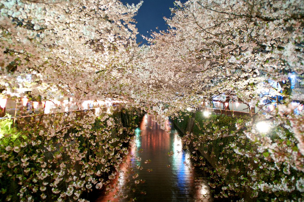 レッツエンジョイ東京 関東の夜桜 ライトアップランキング T Co 4jga1hiwja 19年最新版 昨年のアクセス数をもとに みんなが気になっている夜桜ライトアップスポットをご紹介 春のおでかけやデート 会社帰りにふらりと立ち寄りたい時など