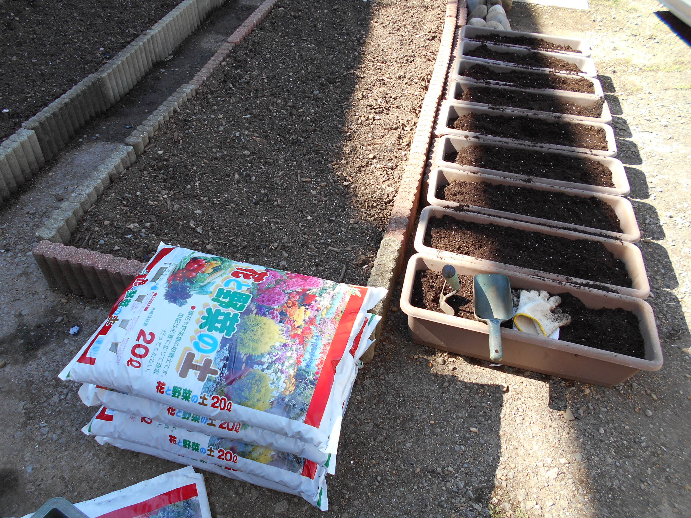 うさ 色々発芽してる苗のためにプランターを準備しました 培養土は高いので かさ増しにプランター土を焼いたものを入れ コーナンで買った すくすく という土壌改良剤を入れ 牛糞堆肥みたいな感じでガッカリだった 最後に培養土を入れて帳尻合わせ