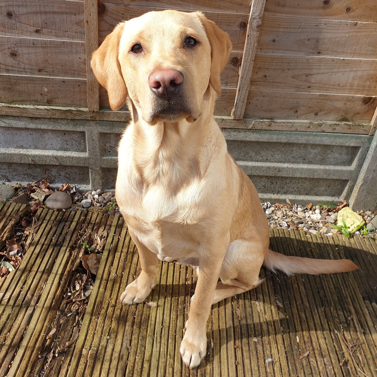 MindYourPawz's tweet photo. Bear is so excited to be making lots of new friends soon! He will be tagging along on some of our walks and welcoming other dogs into his home 🐶🐾 https://t.co/l5zgRvV1u5  #dogwalking #dogwalks #mindyourpawz #walkies #exning #burwell #newmarket #snailwell #fordham #chippenham https://t.co/oTDlk2vu4v