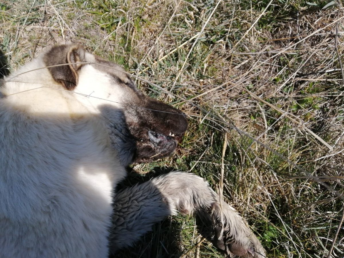 Ne istediniz bu masum dilsiz çaresiz canlardan!! Onların tek istedikleri biraz sevgi biraz yemek bu resmen cinayet suçluların bunlunmasını istiyoruz <a href="/empati_official/">Empati</a> <a href="/GulsahGorur/">Av.Gülşah GÖRÜR</a> <a href="/karmuhsin/">Muhsin KAR</a> <a href="/ilyasGkhan1/">İlyas Gökhan</a>