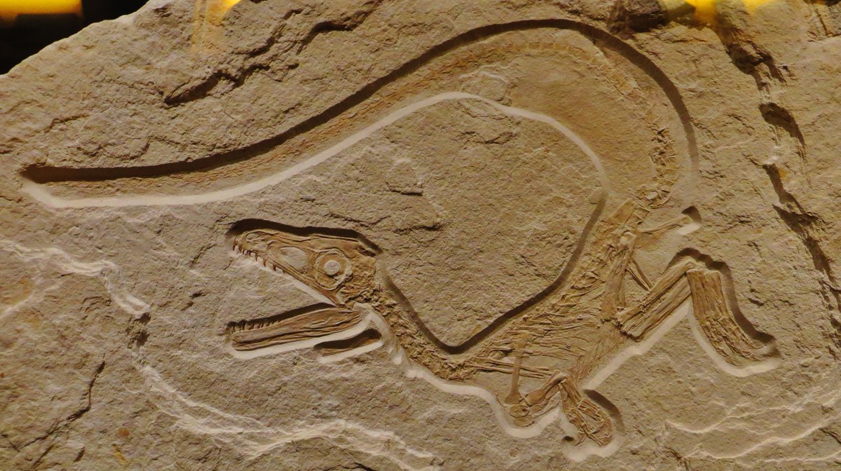 Neovenator1's tweet photo. @HorzaEdeo Sciurimimus is a juvenile theropod dinosaur with no known adult specimen. They had a floofy body, including a fluffy tail which gave it its name (Squirrel - mimic) https://t.co/Or8tIB4xhl