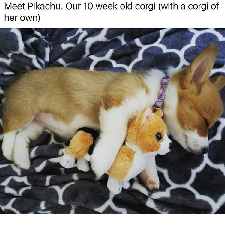 corgi_giovanni's tweet photo. convergence 2019-03-25T15:05:41.441Z https://t.co/m5JyEQjLLF