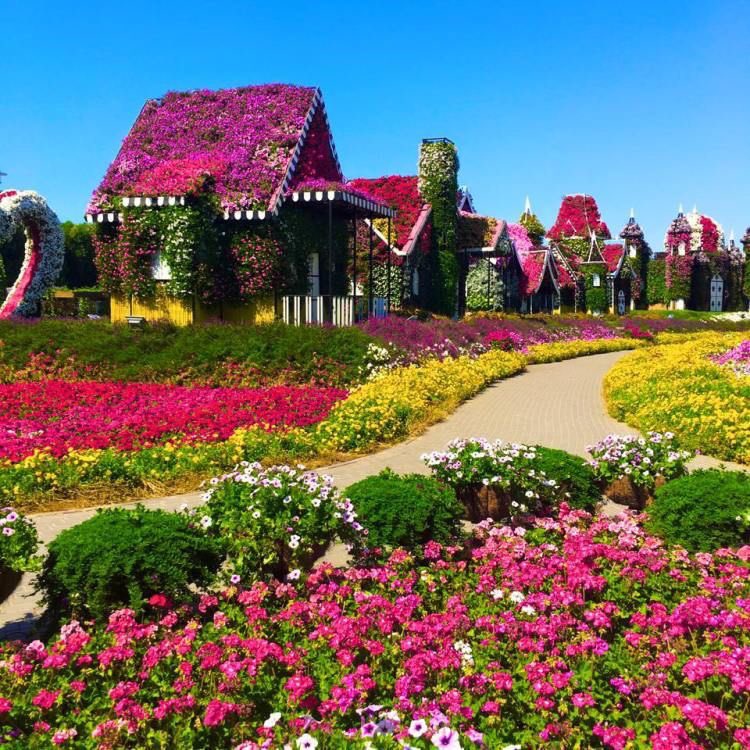 perfectplacessx's tweet photo. Dubai Miracle Garden https://t.co/32JKpWFkBl
