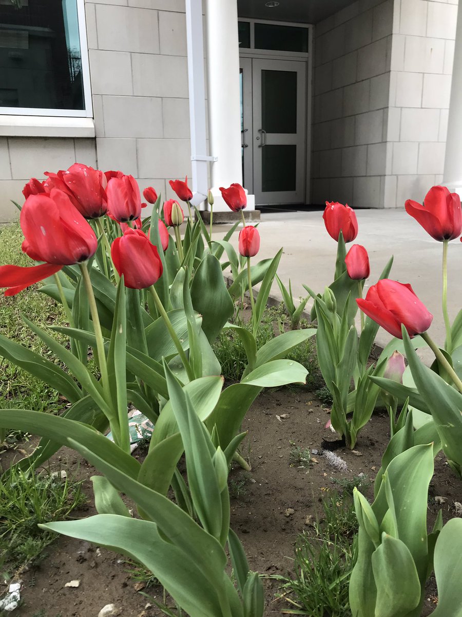 HCGCmagnet's tweet photo. Happy spring, y’all! 

🌷As you drive by and see the beautiful RED TULIPS our students planted, remember that HCGC kids are proud to be DRUG FREE!🌷
.
.
.
#teamHCGC
#ONEpatriotONEcommunity https://t.co/A9SwNhbVG8