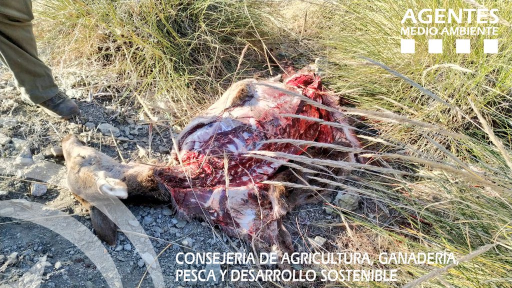 AAMM_And's tweet photo. @AAMM_And localizan en #Alcontar #Almeria, a una persona que había abatido una cierva, que contaba con autorización del coto de caza, pero que incumplió varios preceptos de la autorización tales cómo el aviso, ficha biométrica y permiso. El decomiso se entregó a centro benéfico. https://t.co/B9OplCdDN2