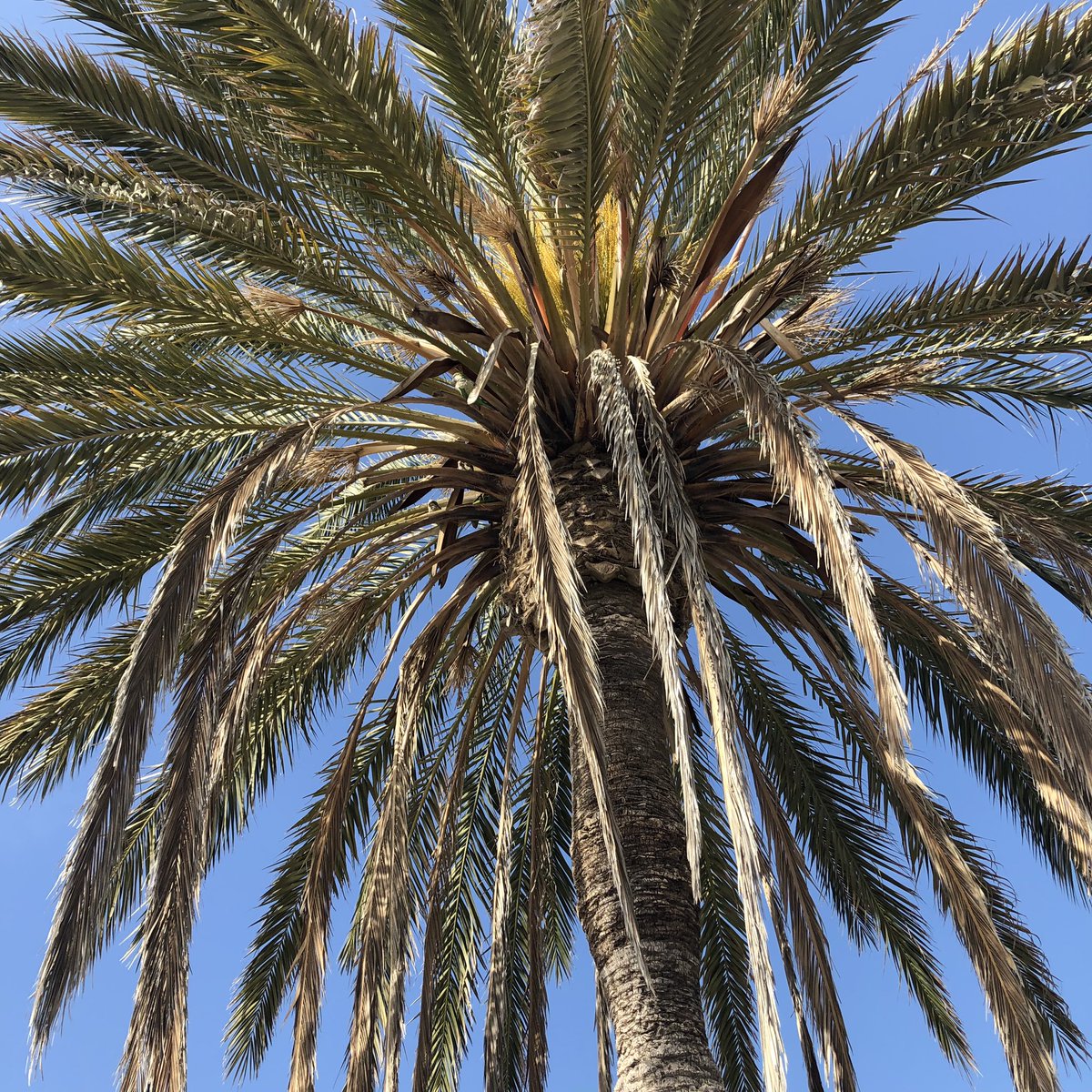 Sustoecker's tweet photo. 2 #Suchbilder, Strand von #Malaga
grün ist die beste Tarnung 😉 https://t.co/JYWwitWZ4i