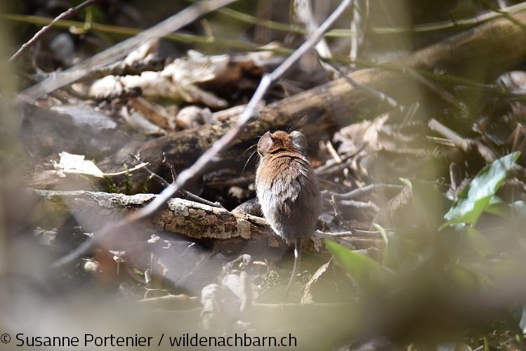 Den Frühling genießen:
Eine kleine Rötelmaus, auf einem Ast in der Frühlingssonne, deren Strahlen durch die noch kahlen Bäume bis auf den Waldboden gelangen. Eine Biene an einem Weidenkätzchen... in der Galerie der Wilden Nachbarn kündigt sich der Frühling mit schönen Bildern an.
