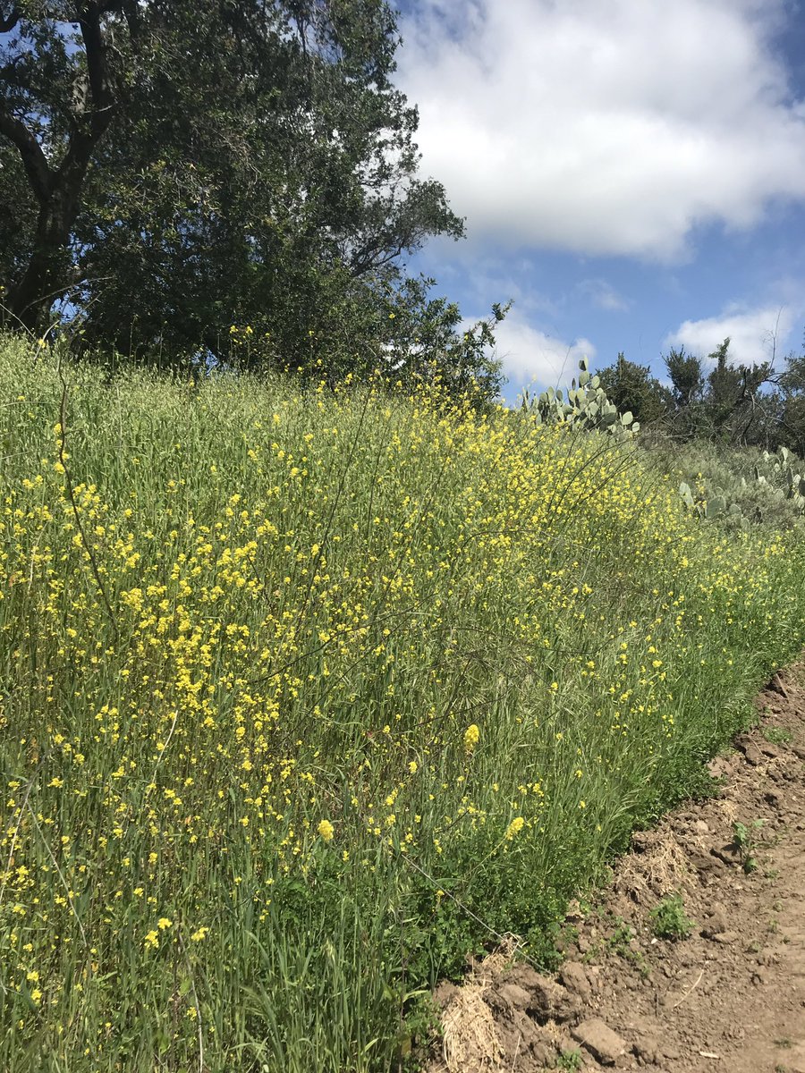 canyongirl28's tweet image. #hike #whitingranch #nature