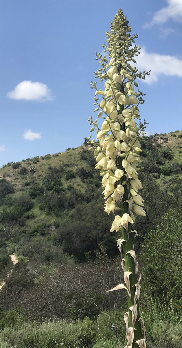 canyongirl28's tweet image. #hike #whitingranch #nature